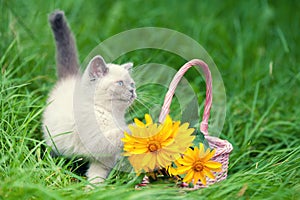 Cute little siamese kitten near a basket with flowers