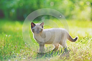 Cute little siamese kitten in the summer garden