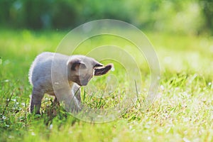 Cute little siamese kitten in the summer garden