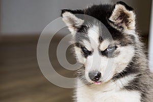 Cute little siberian husky puppy. Blue-eyed siberian husky puppy head