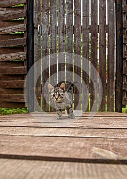 Cute little sick homeless kitten with inflamed eyes is walking towards a person. A stray striped young cat next to a