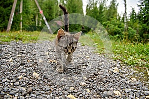 Cute little sick homeless kitten with inflamed eyes is walking towards a person. A stray striped young cat next to a