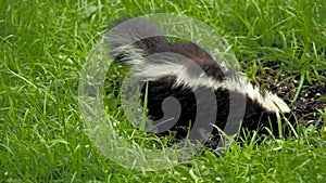 Cute little skunk