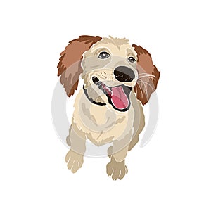 Cute little smiling dog. Puppy face. Labradoodle pet. Set of Abstract feminine vector illustrations. Summer trendy