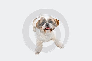 Portrait of cute funny Shih Tzu dog lying on floor and looking at camera isolated over white studio background.