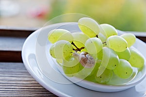 Cute little snail crawls with extended tentacles on green grape bunch in saucer, on the background of wooden window frame