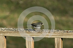 Cute little snowbird out on the deck rail