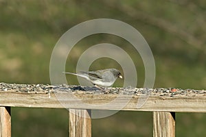 Cute little snowbird out on the deck rail