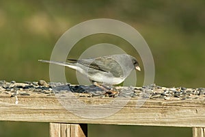 Cute little snowbird out on the deck rail