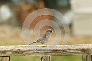 Cute little snowbird out for food