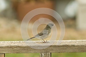 Cute little snowbird out for food