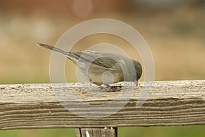 Cute little snowbird out for food