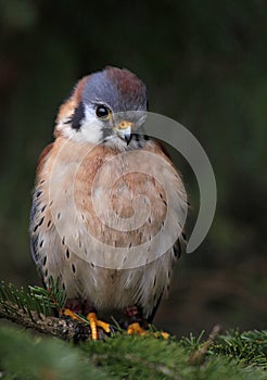 Cute Little Sparrow Hawk