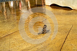 Cute little sparrow takes a bath in a city fountain