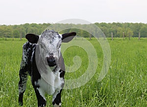 Cute little speckled calf in the pasture in southern Ontario