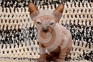 Cute little sphinx cat. Don Sphynx kitten on a black and white background