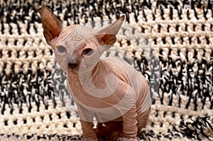 Cute little sphinx cat. Don Sphynx kitten on a black and white background