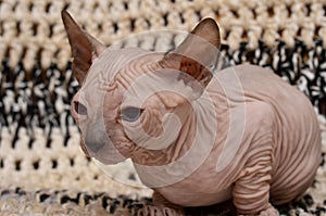 Cute little sphinx cat. Don Sphynx kitten on a black and white background