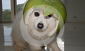 Cute little spitz dog wearing a grapefruit skin helmet