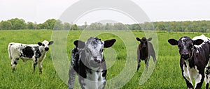 Cute little spotted calves playing in the meadow