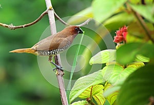 Cute little spotted munia bird building a nest