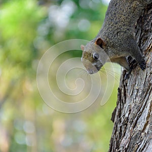 Cute little squirrel climbing down from the trunk of tree that is planted in the garden. Blurry background.