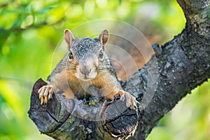 Cute little squirrel in a fruit tree