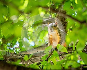 Cute little squirrel peering through branches