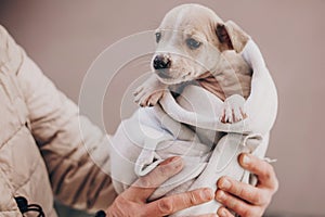 Cute little staff terrier puppy in cozy warm blanket in autumn park. Hand holding scared homeless beige puppy in city street.