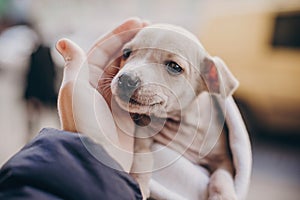 Cute little staff terrier puppy in cozy warm blanket in autumn park. Hand hugging scared homeless beige puppy in city street.