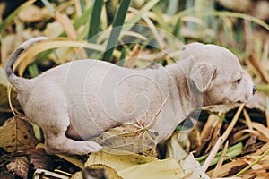 Cute little staff terrier puppy walking in autumn park. Scared homeless beige puppy playing in city street. Adoption concept. Dog