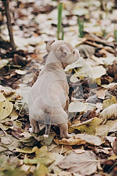 Cute little staff terrier puppy walking in autumn park. Scared homeless beige puppy playing in city street. Adoption concept. Dog