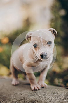 Cute little staff terrier puppy walking in autumn park. Scared homeless beige puppy playing in city street. Adoption concept. Dog