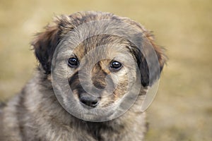 Cute little stray mongrel puppy. Portrait of little brown homeless puppy dog.