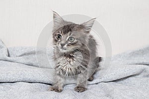 Cute little striped kitten aged 1 month cat sits on a blanket on a light minimalist background looking at camera. Goods