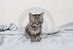 Cute little striped kitten aged 1 month cat sits on a blanket on a light minimalist background looking at camera. Goods