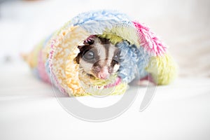 Cute little Sugar Glider rolled in soft cloth