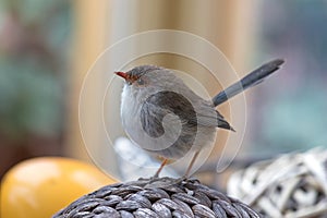 Cute little Superb Fairy Wren bird with wet feathers perching on photo