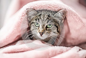 Cute little tabby kitten with green eyes relaxing on the pink plaid