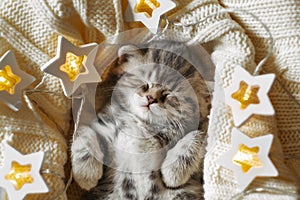 Cute little tabby kitten sleeping in a knitted blanket