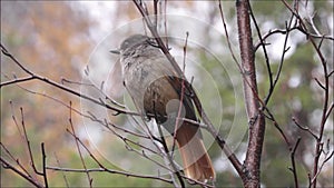 Cute little taiga bird Siberian jay, Perisoreus infaustus perched and observing