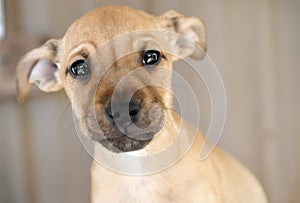 Cute little tan female Black Mouth Cur puppy dog