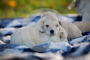 Cute little tan puppies snuggling on a blue and white checkered blanket