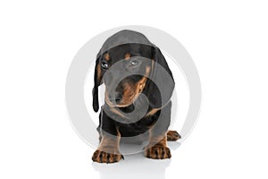 Cute little teckel dachshund dog looking to side and sitting