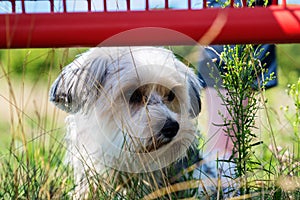 Cute, little terrier dog outside