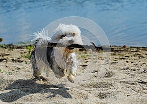 Cute, little terrier dog running on beach