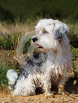 Cute, little terrier dog sitting outside