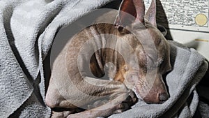 Cute little terrier lies in a grey blanket and sweetly sleeps pretty smiling. Domestic animal concept