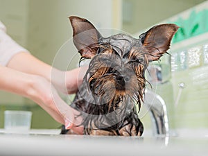 A cute little terrier puppy is taking a bath with foam. The mistress bathes the dog