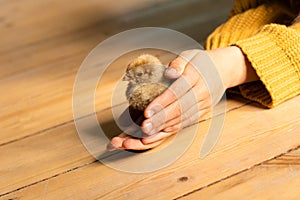 Cute little tiny newborn baby chick in hands of child. Communication of child with animals, animal therapy. Happy child